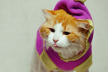Домашние животные: КОТ